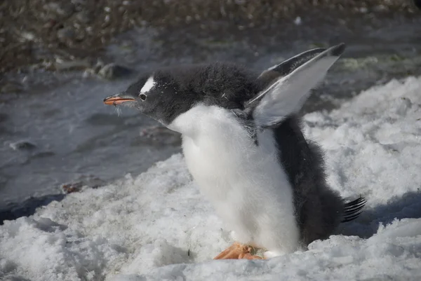 Jonge pluizig pinguïn op de oever (Antarctica) — Stockfoto