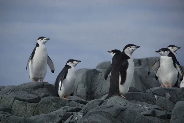 Pinguïns op de oever (Antarctica) — Stockfoto