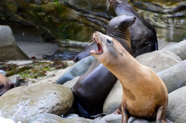 bont zeehonden op het strand van la jolla (california)
