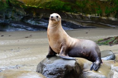 bont zeehonden op het strand van la jolla (california)