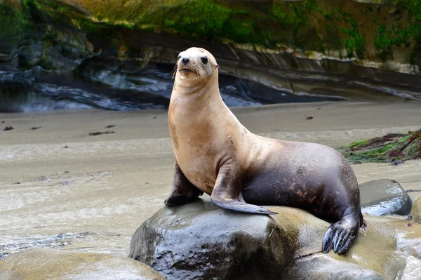 Selos de pele na praia de La Jolla (Califórnia ) — Fotografia de Stock