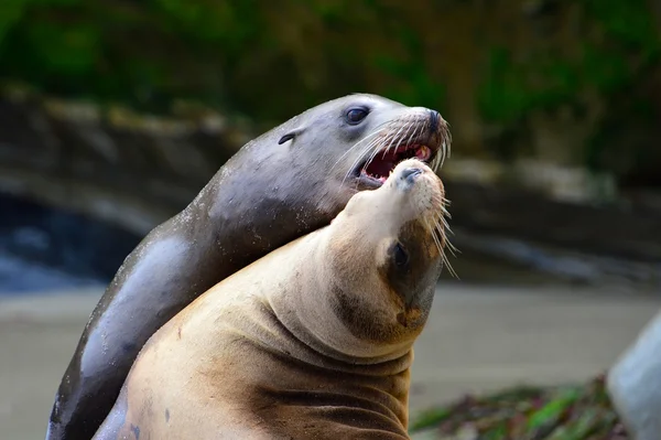 Tulení kožešiny na pláži la jolla (Kalifornie) — Stock fotografie