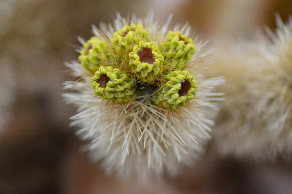 Kaktus im Joschua-Baum-Nationalpark (USA)) — Stockfoto