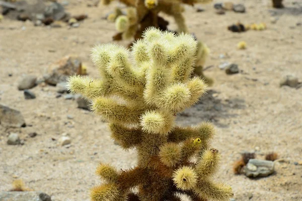 Kaktus im Joschua-Baum-Nationalpark (USA)) — Stockfoto