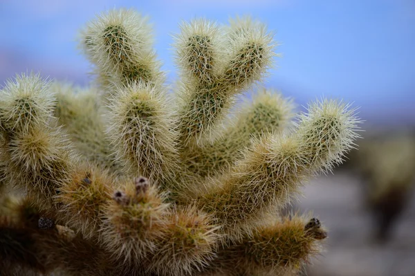 Kaktus im Joschua-Baum-Nationalpark (USA)) — Stockfoto