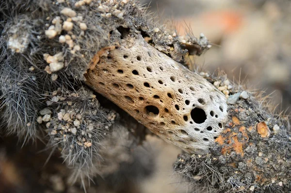 kaktüs joshua tree national Park (ABD kök)