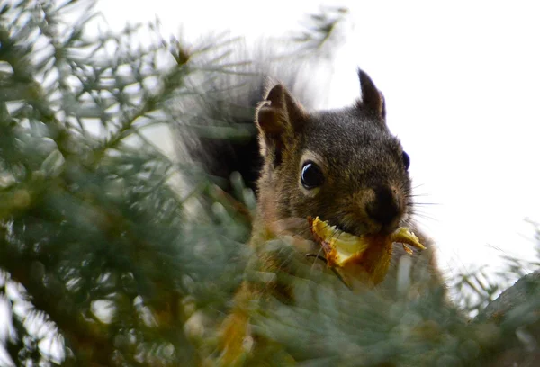 Τρώει γκρι σκίουρος στο εθνικό πάρκο yosemite της Καλιφόρνιας — Φωτογραφία Αρχείου