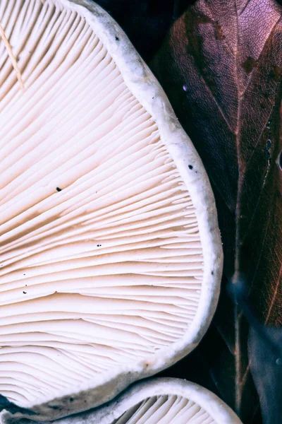 Nahaufnahme von weißen Kiemen unter Pilzen — Stockfoto