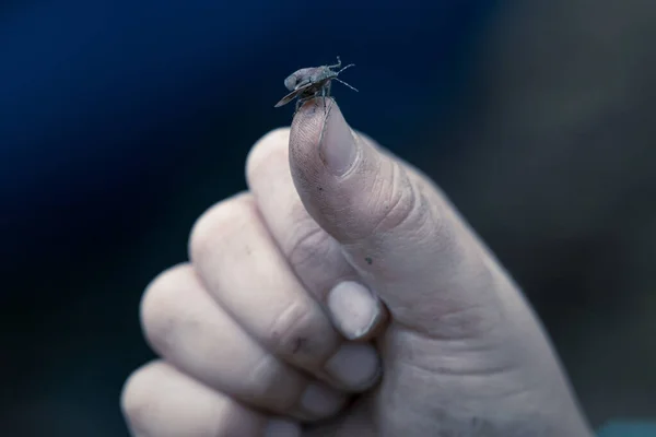 Zöld Pajzs bogár a hüvelykujj egy kéz — Stock Fotó