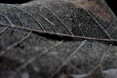 Yaprak İskeleti ya da Hayalet Siyah ve Beyaz Yakına Bırakır