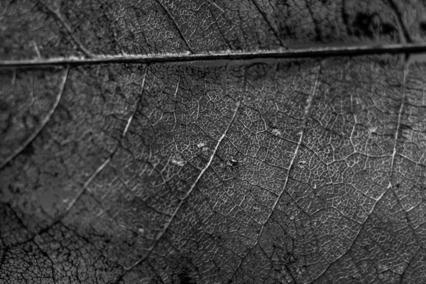 Leaf Skeleton Or Ghost Leaves Up Close In Black And White
