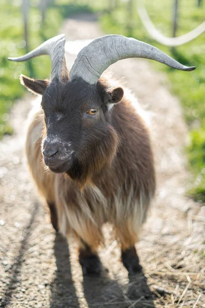 Close Van Pygmee Geit Een Pad — Stockfoto