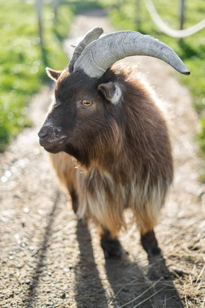 Close Van Pygmee Geit Een Pad Zoek Weg — Stockfoto