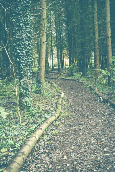 Caminho Que Conduz Através Dos Bosques Durante Outono Com Fronteiras — Fotografia de Stock