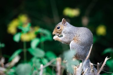 Bir ağaç kütüğüne tünemiş sincap yiyor.
