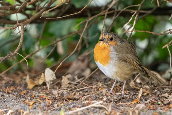 European Robin Ground Bush — Stock fotografie