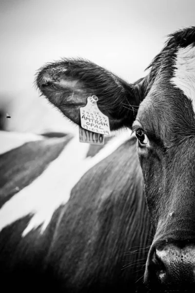 Close Van Een Koe Kijken Naar Een Vlieg — Stockfoto