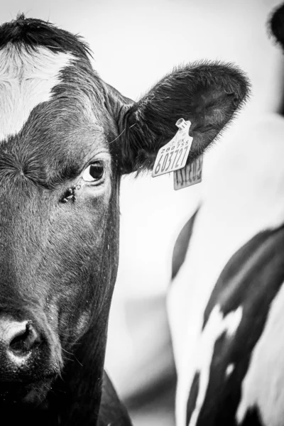 Close Van Een Koe Kijken Naar Een Vlieg — Stockfoto