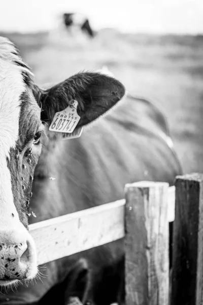 Primer Plano Una Vaca Con Moscas Buscando Triste — Foto de Stock