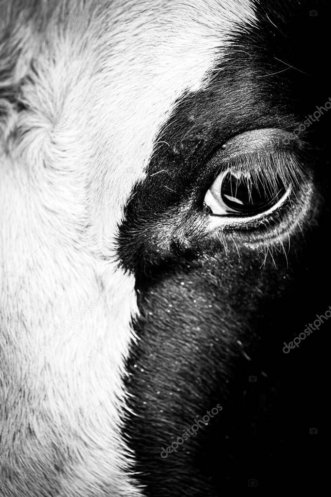 Close Up Of A Cow's Face, Half Black And Half White