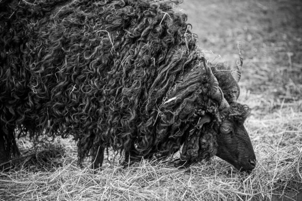 Een Zwart Schaap Met Spiraalvormige Spiraalvormige Hoorns — Stockfoto