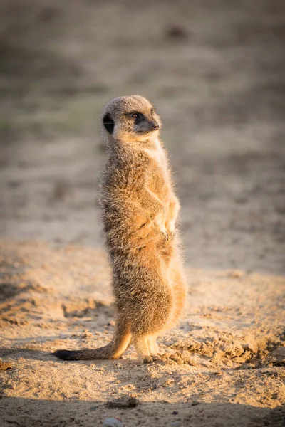 Siyah Beyaz Yakalı Lemur Yaklaş — Stok fotoğraf