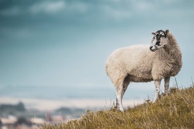 Arka planda gökyüzü ve manzaralı bir tepede koyun.