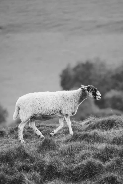 Schapen Een Veld Zwart Wit Zij Aan Zij — Stockfoto