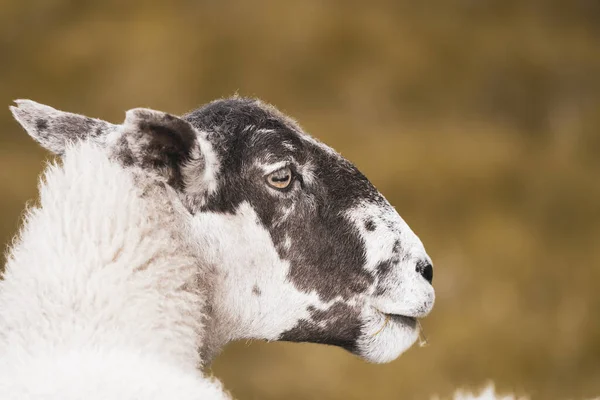 Hoge Toets Close Van Een Schaap Gezicht Met Lucht Achtergrond — Stockfoto