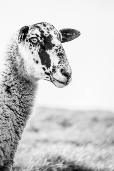 Hoge Toets Close Van Een Schaap Gezicht Met Lucht Achtergrond — Stockfoto