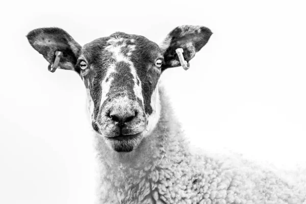 High Key Close Sheep Face Sky Background — стоковое фото