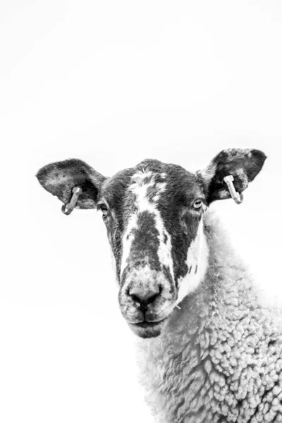 High Key Close Sheep Face Sky Background — стоковое фото