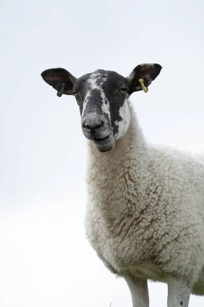 High Key Close Sheep Face Sky Background — стоковое фото