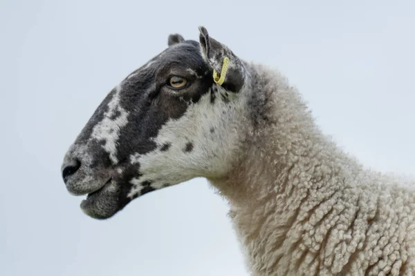 High Key Close Up Of A Sheep\'s Face, with sky in background