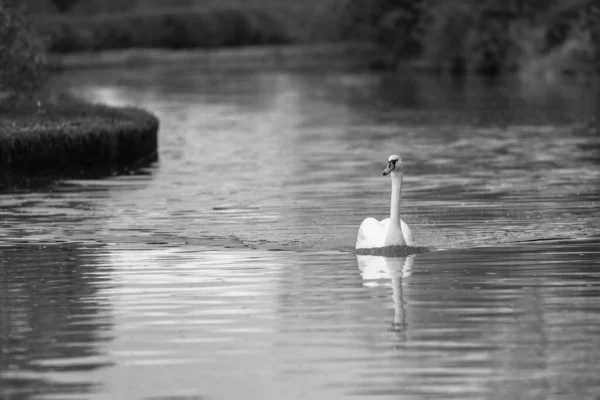 Cisne Nadando Con Gracia Canal Desde Frente — Foto de Stock