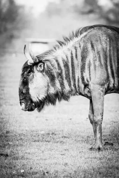 Gnu Perto Com Fundo Grama Preto Branco — Fotografia de Stock