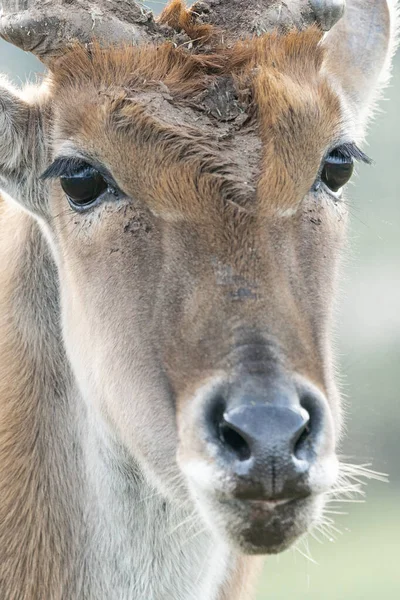 Joven Macho Kudu Cerca Solo Cara — Foto de Stock
