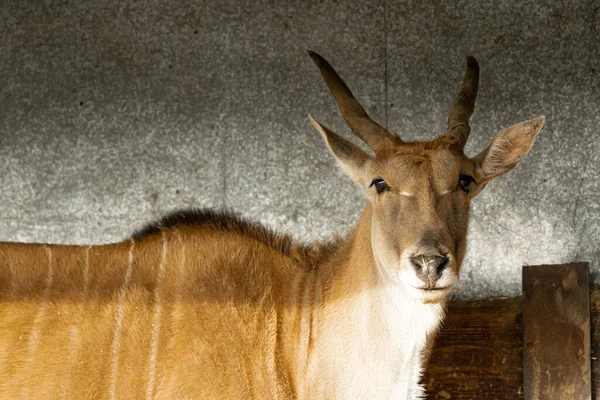 Joven Macho Kudu Cerca Lado Lado — Foto de Stock