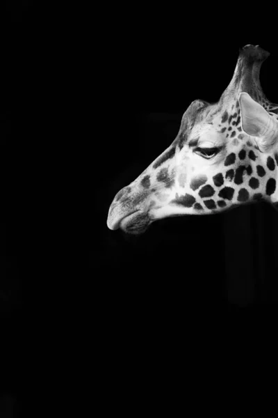 Giraffe Head Isolated Against A Black Background, Black And White