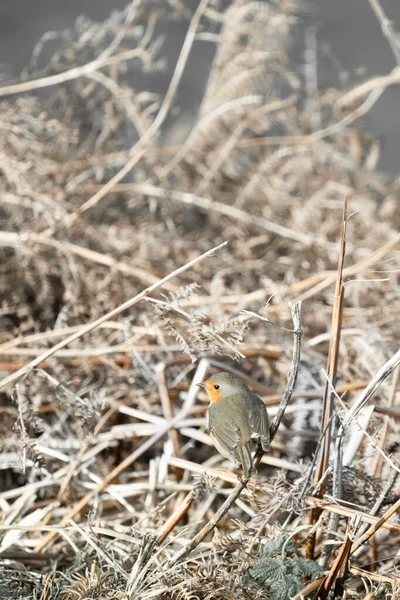 Robin Sentado Uma Planta Samambaia Por Trás Retrato — Fotografia de Stock