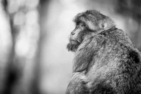 Makakenaffe Über Der Schulter Traurig Dreinblickend Schwarz Und Weiß — Stockfoto