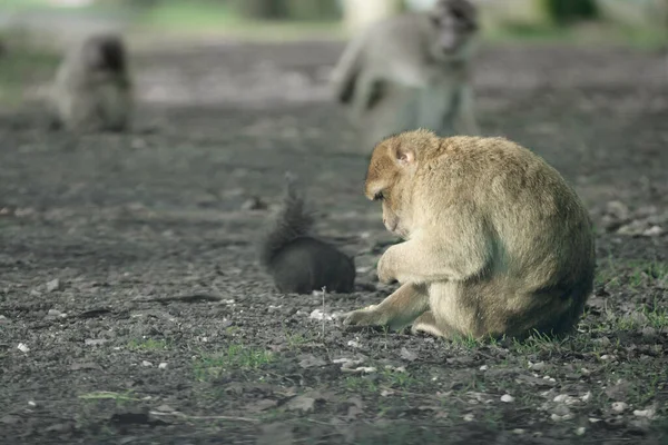 Makakenaffen Auf Nahrungssuche Neben Einem Schwarzen Eichhörnchen Seite Seite — Stockfoto