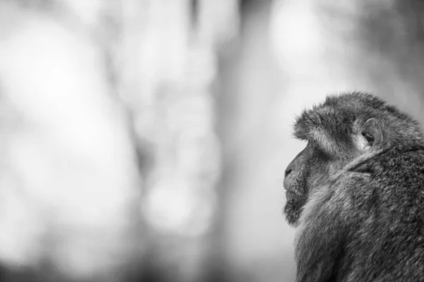 Makakenaffe Über Der Schulter Traurig Dreinblickend Schwarz Und Weiß — Stockfoto