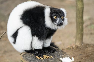 Madagaskar 'dan Siyah ve Beyaz Yakalı Lemur, Renkli.