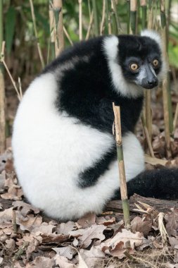 Madagaskar 'dan Siyah ve Beyaz Yakalı Lemur, Renkli.
