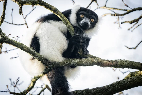 Lemur Ruffed Preto Branco Madagascar Cor — Fotografia de Stock