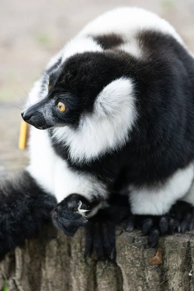 Lemur Ruffed Blanco Negro Madagascar Color — Foto de Stock