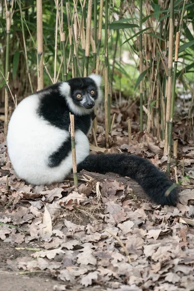 Lemur Ruffed Blanco Negro Madagascar Color — Foto de Stock