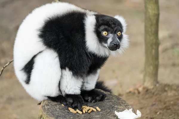 Schwarz Weiß Geraffter Lemur Aus Madagaskar Farbe — Stockfoto