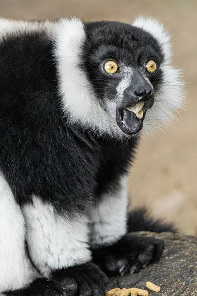 Lemur Ruffed Preto Branco Madagascar Cor — Fotografia de Stock